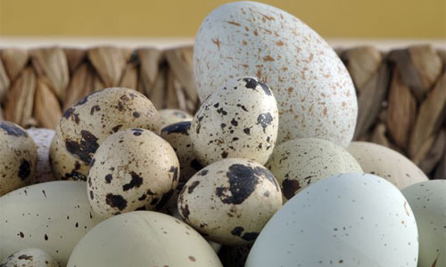 نتیجه تصویری برای تخم پرندگان
