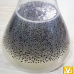 خواص و مضرات تخم شربتي