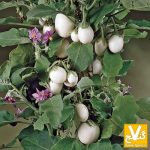 تخم مرغ هاي مصنوعي گیاهی در بازار!