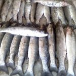 تا اطلاع ثانوي از مصرف ماهي كفال بپرهيزيد