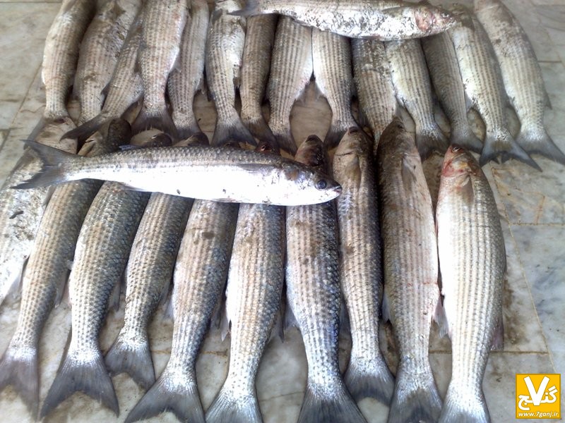 fww9j77p47nx7syxl88n