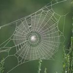 استفاده از تار عنکبوت در درمان بيماري ها !!!