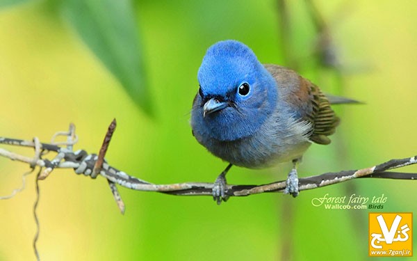 wpid-Bird-Wallpaper-977