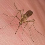 حقايقي جالب درباره پشه و روشهاي پيشگيري از گزش و مقابله با آن