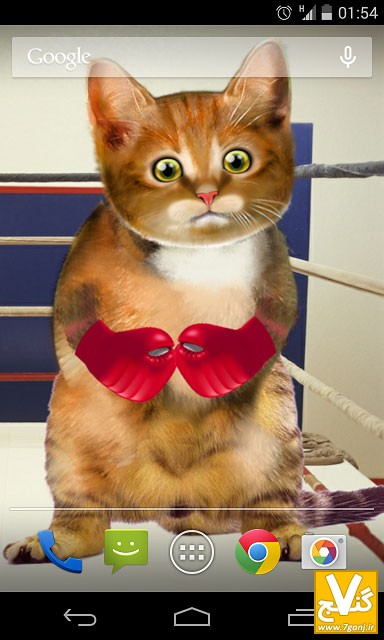 Boxing-Cat-Live