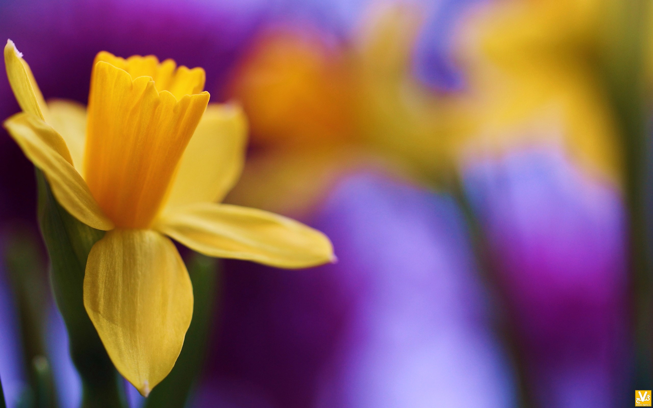 daffodil-spring-bokeh-wallpaper-2560x1600.jpg