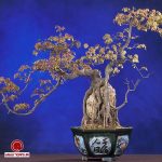 زيباترين گلهاي آپارتمانى از منظر دكوراتورها