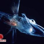 عجيب و غريب ترين حيوانات دنيا را ببينيد !