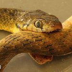 خودكشي عجيب و باور نكردني يك مار !!!