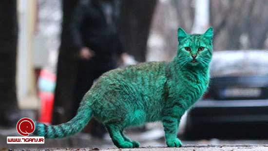 گربه سبز