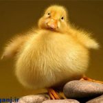 عكس هاي بامزه و ديدني از حيوانات