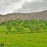 جنگل هلن ، منطقه اي ديدني در چهار محال و بختياري