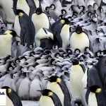 روش جالب پنگوئن ها براي محافظت از فرزندانشان !