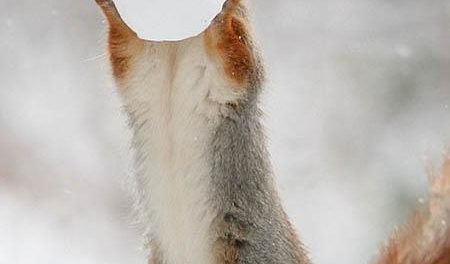 عكس سنجاب در حال برف بازي