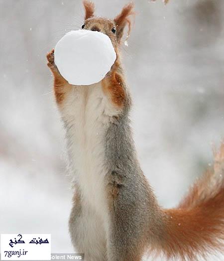 عكس سنجاب در حال برف بازي