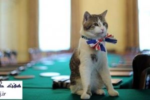 استخدام گربه در مجلس انگليس