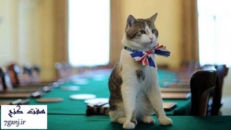 استخدام گربه در مجلس انگليس