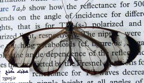 ساخت صفحه نمايش با الهام از بال پروانه