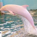 زيباترين دلفین جهان + تصوير