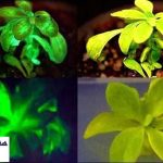 استارلایت آواتار ، اولین گیاه شب تاب جهان + تصوير