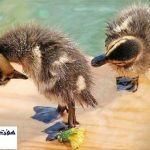 عكس هاي بامزه و خنده دار از حيوانات / سري 4