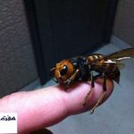 كوچك ترين حيوانات كشنده جهان كدامند؟