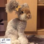 زيباترين خرگوش دنيا كه در اينستاگرام غوغا كرده + تصاوير