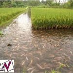 پرورش ماهی در شالیزارها