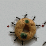 چطور اين مورچه ها دانه اي چند برابر وزن خود را حمل ميكنند !؟ + ويدئو