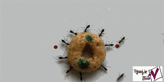 مورچه هاي ديوانه