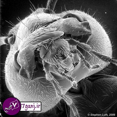 سر يك مورچه از زير ميكروسكوپ