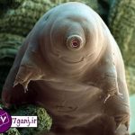 موجودات كوچك اطراف ما از نمايي نزديك تر ! / سري 2