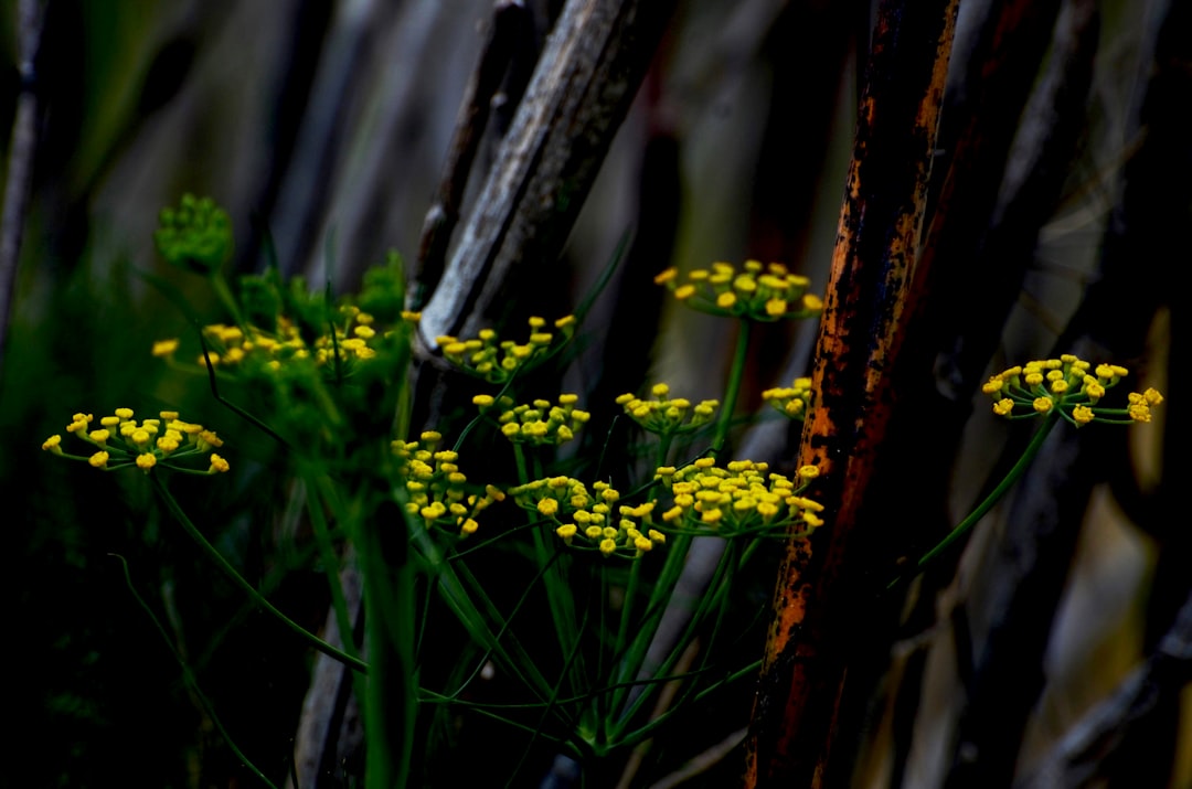 گیاه رازیانه تازه با برگ و گل زرد