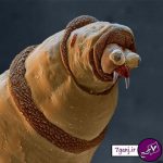 ترسناك ترين موجودات اطراف ما از نمايي نزديك تر ! / سري 1