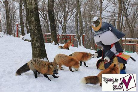 روستاي روباهها در ژاپن