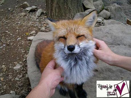 روستاي روباهها در ژاپن