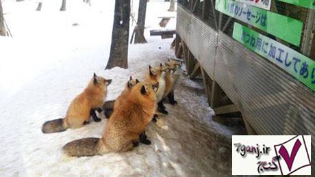 روستاي روباه ها در ژاپن