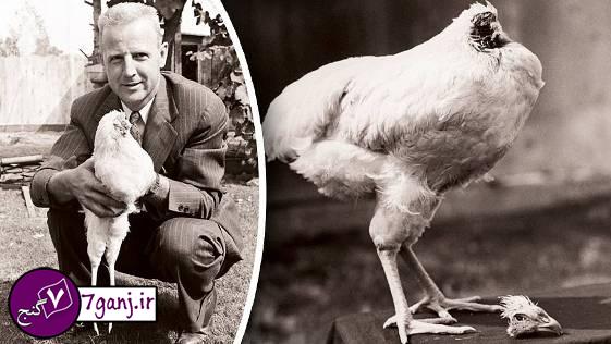 مرغي كه بعد از سر بريدن 18 ماه زنده ماند !