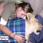 زندگي دختر جوان با شير نر ! + تصاوير