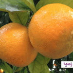 آشنایی با خواص و مضرات نارنج