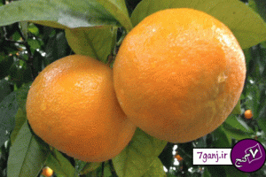خواص و مضرات نارنج