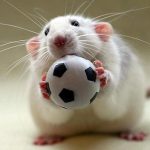 موش همستر را در خانه نگه دارید