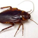 موجودی که در حمله اتمی به هیروشیما زنده ماند