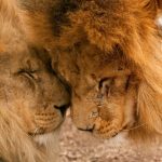 راه های جالب ارتباط برقرار کردن حیوانات با هم