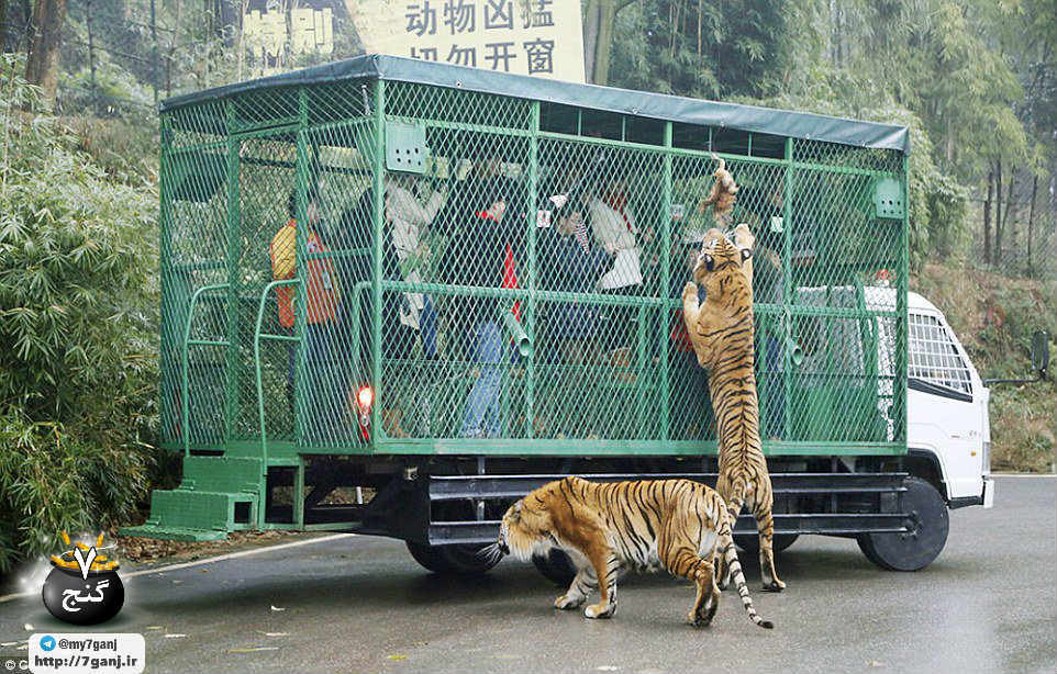 باغ وحش چینی Lehe Ledu، حیووانات آزاد و قفس برای آدم ها