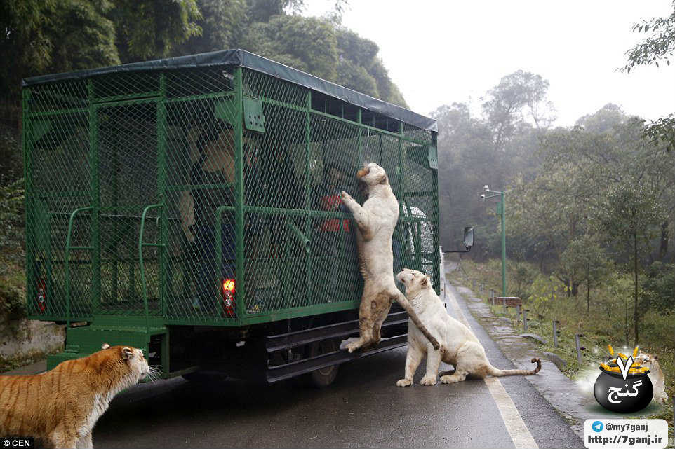 باغ وحش چینی Lehe Ledu، حیووانات آزاد و قفس برای آدم ها