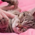 نوازش کردن گربه چرا انقدر لذت بخش است؟