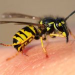 راه های خانگی برای درمان نیش زنبور زرد