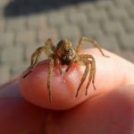 راه های خانگی برای درمان نیش عنکبوت