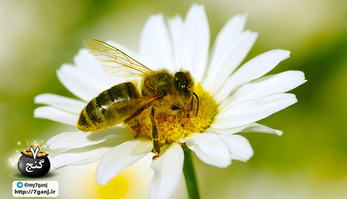 نیش زنبور عسل